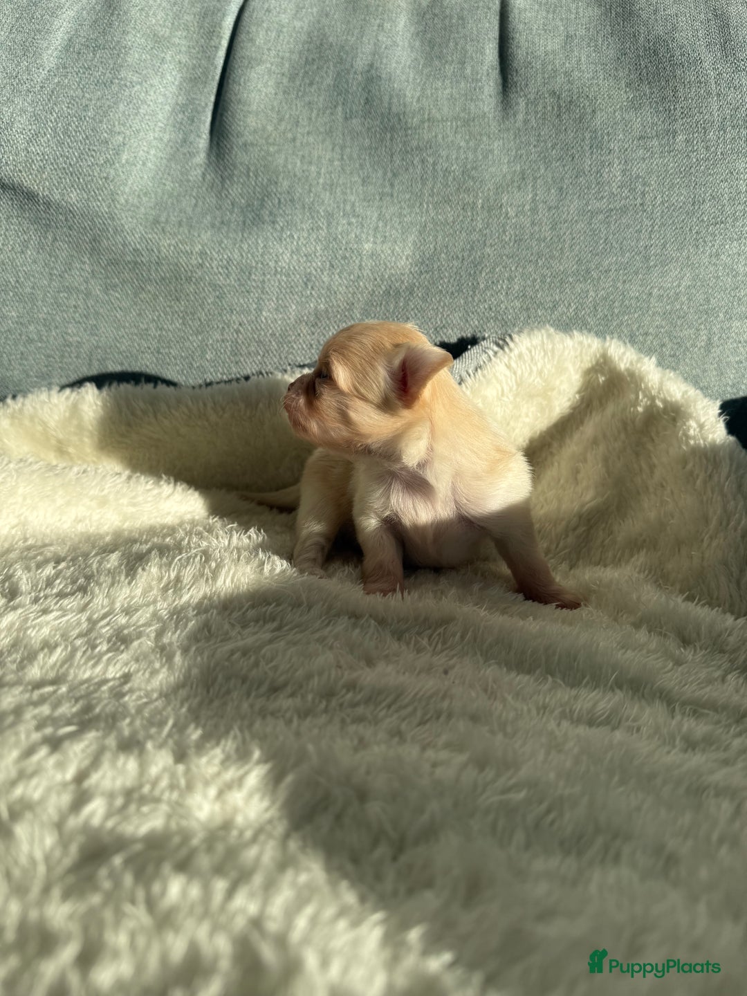 Chihuahua honden te koop: Chihuahuas pups - Advertentie 32
