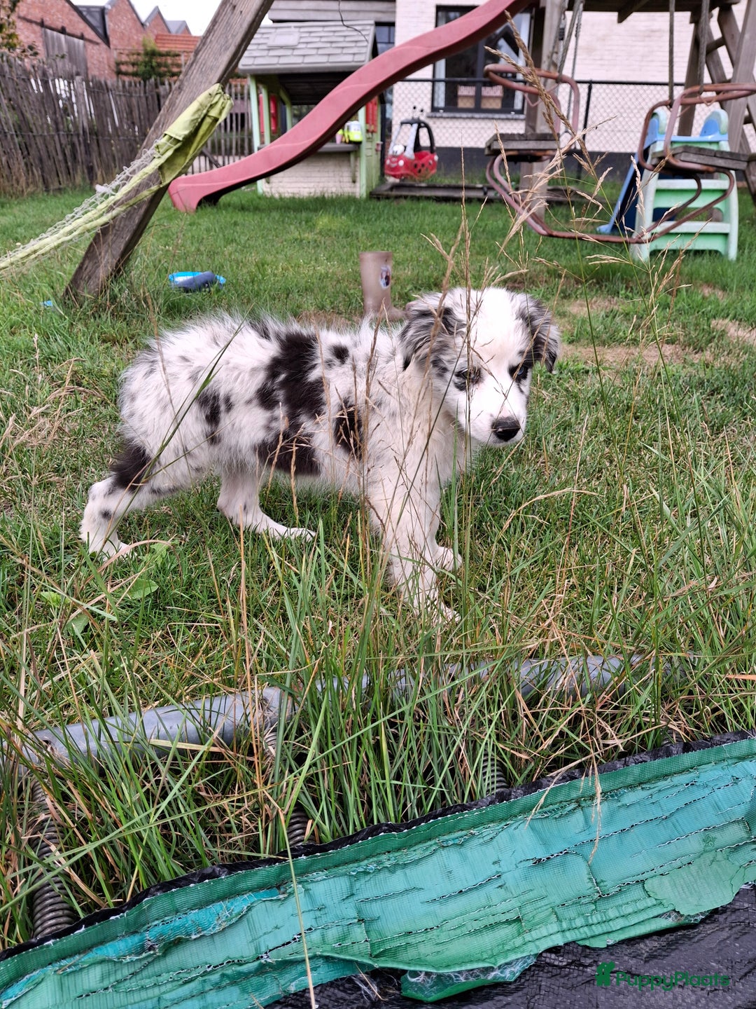 Australian Shepherd honden te koop: Raszuivere Australian Shepherd op de boerderij - Afbeelding 8