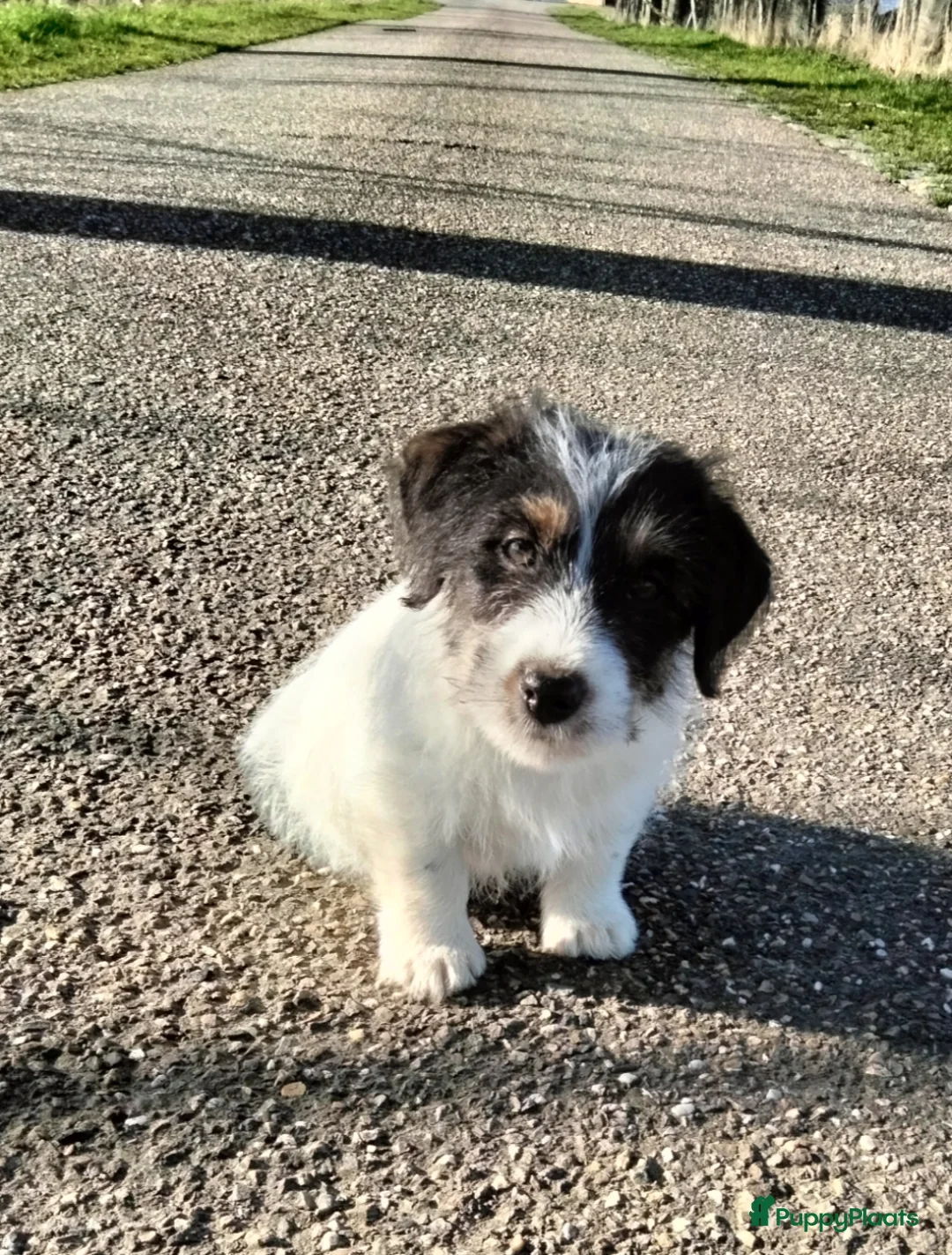 Jack Russel Terriër honden te koop: Jack Russell pup met stamboom - Advertentie 5