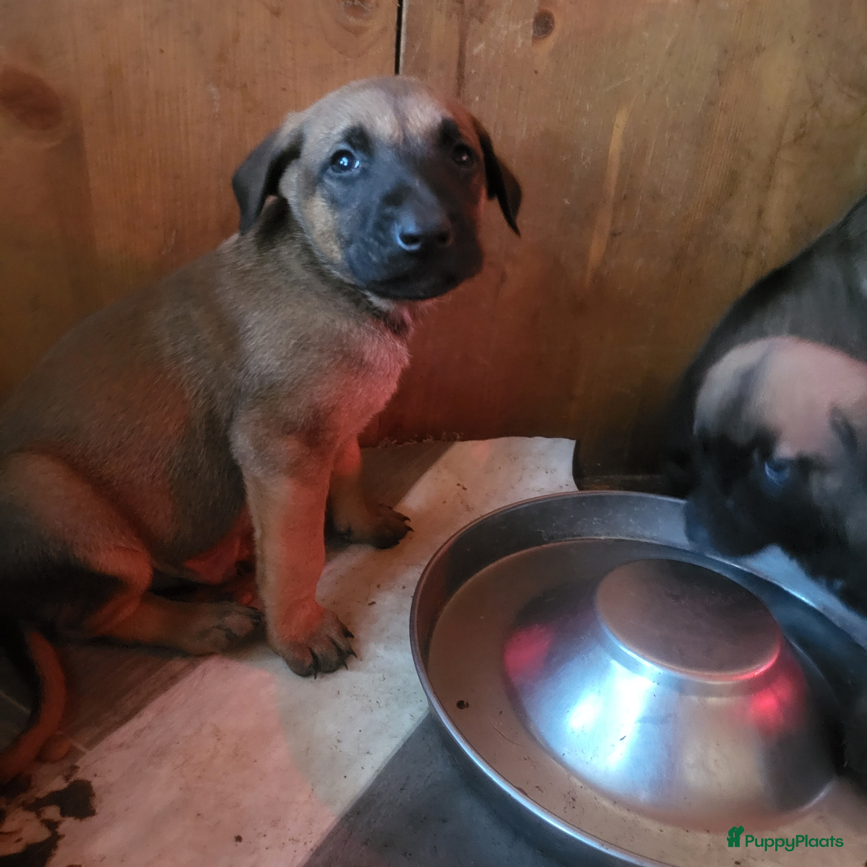 Kruising honden Mechelse herder × Ridgeback Mechelse herder - Advertentie 6