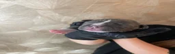 Kruising honden te koop: Prachtig nest bully xl en amerikaanse stafford in Heerhugowaard - Advertentie 15