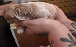 Maltipoo honden te koop: Maltipoo teefje licht abrikoos - Afbeelding 4