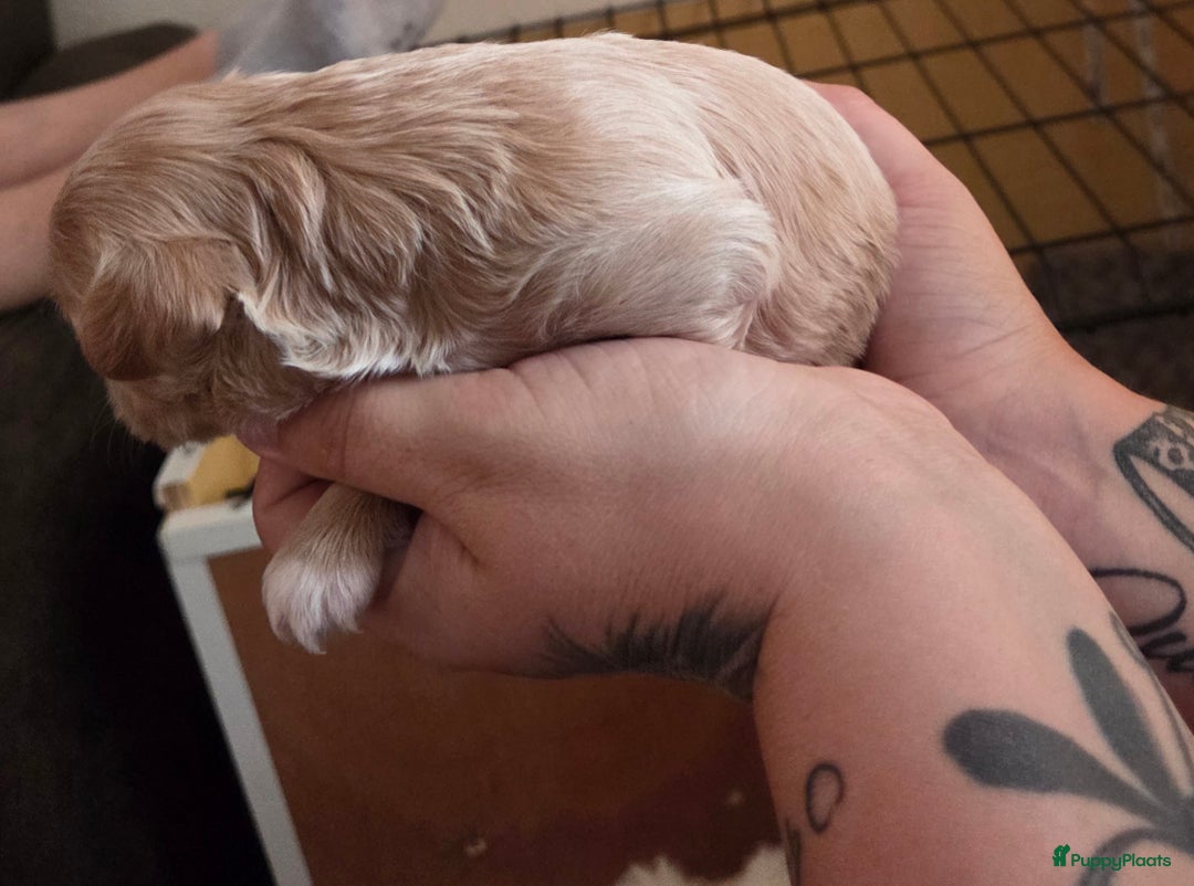 Maltipoo honden te koop: Maltipoo teefje licht abrikoos - Afbeelding 4