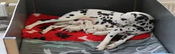 Dalmatiër honden te koop: Aankondiging nestje Dalmatiërs  - Advertentie 2