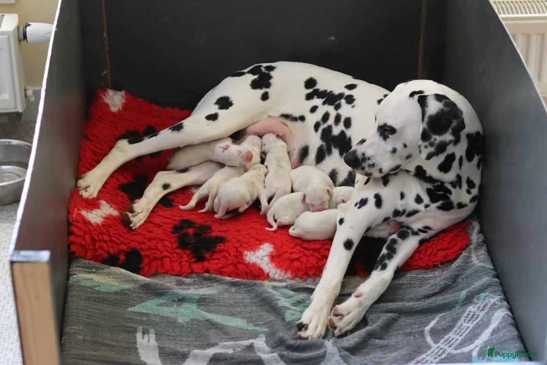 Dalmatiër honden te koop: Aankondiging nestje Dalmatiërs  - Advertentie 2
