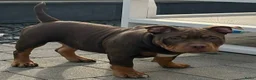 Amerikaanse Bully honden te koop: American Bully pocket pups verwacht geteste ouders - Advertentie 13