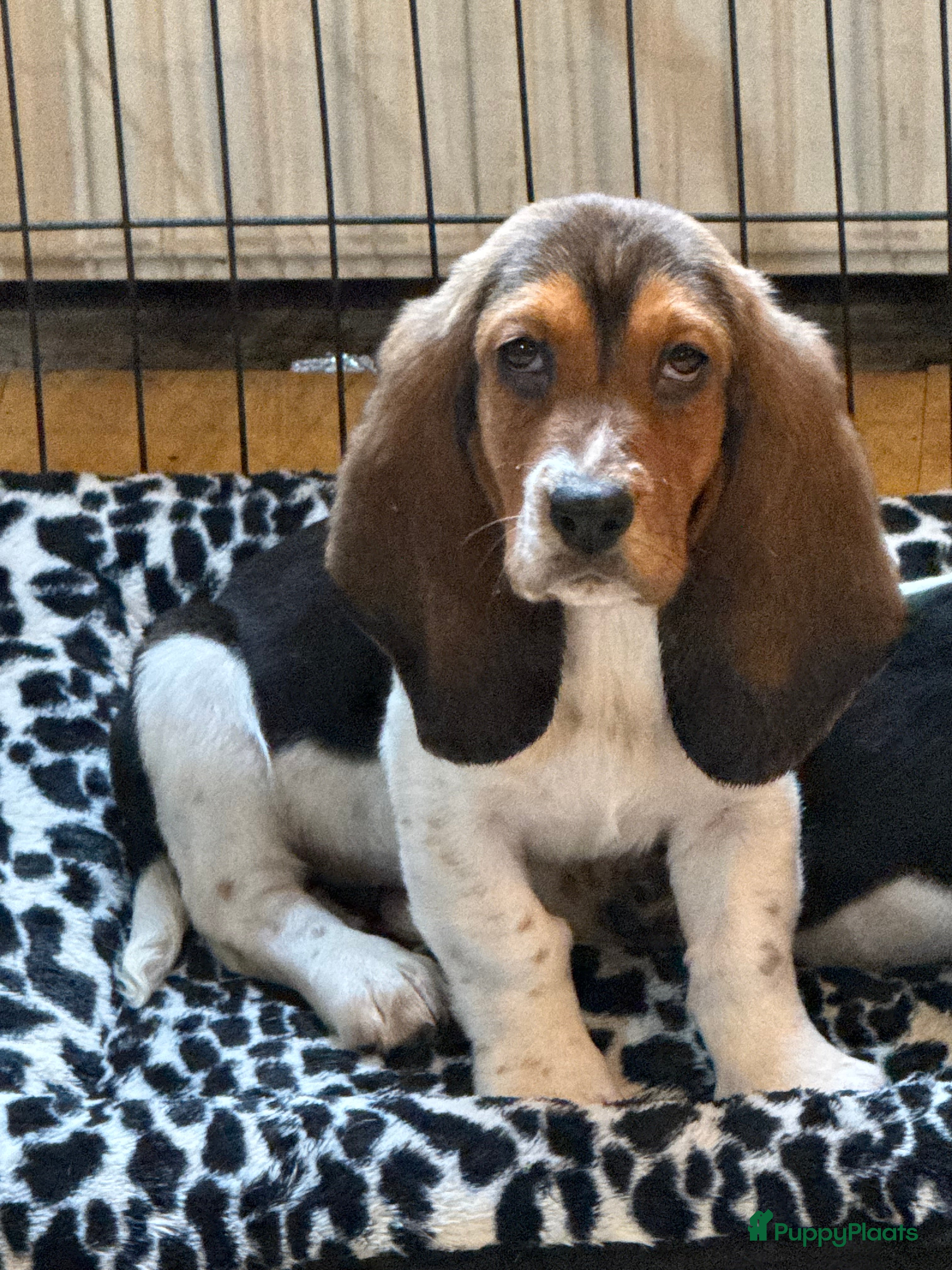 Basset Hound honden Basset hound pups - Advertentie 1