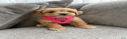 Maltipoo honden te koop: Prachtige maltipoo pups , speels, gezond  - Advertentie 13