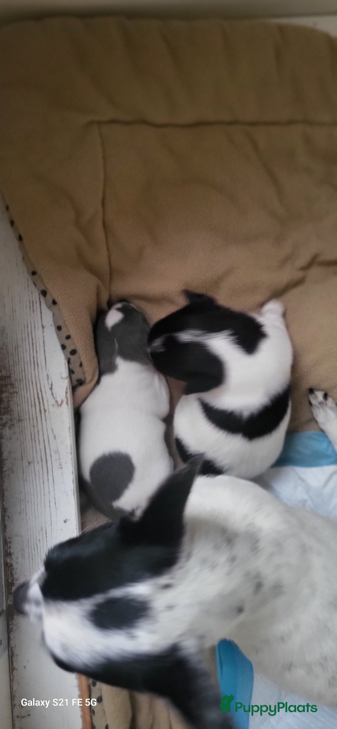 Chihuahua honden ter dekking: Dekreu, niet te koop. Blauw wit met crème  - Advertentie 9