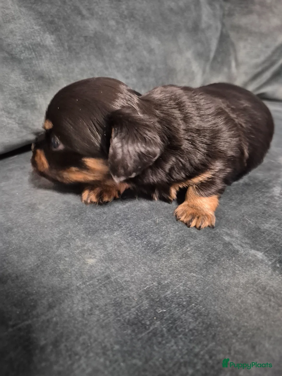 Kruising honden te koop: Leuke Chweenie reutjes - Advertentie 2