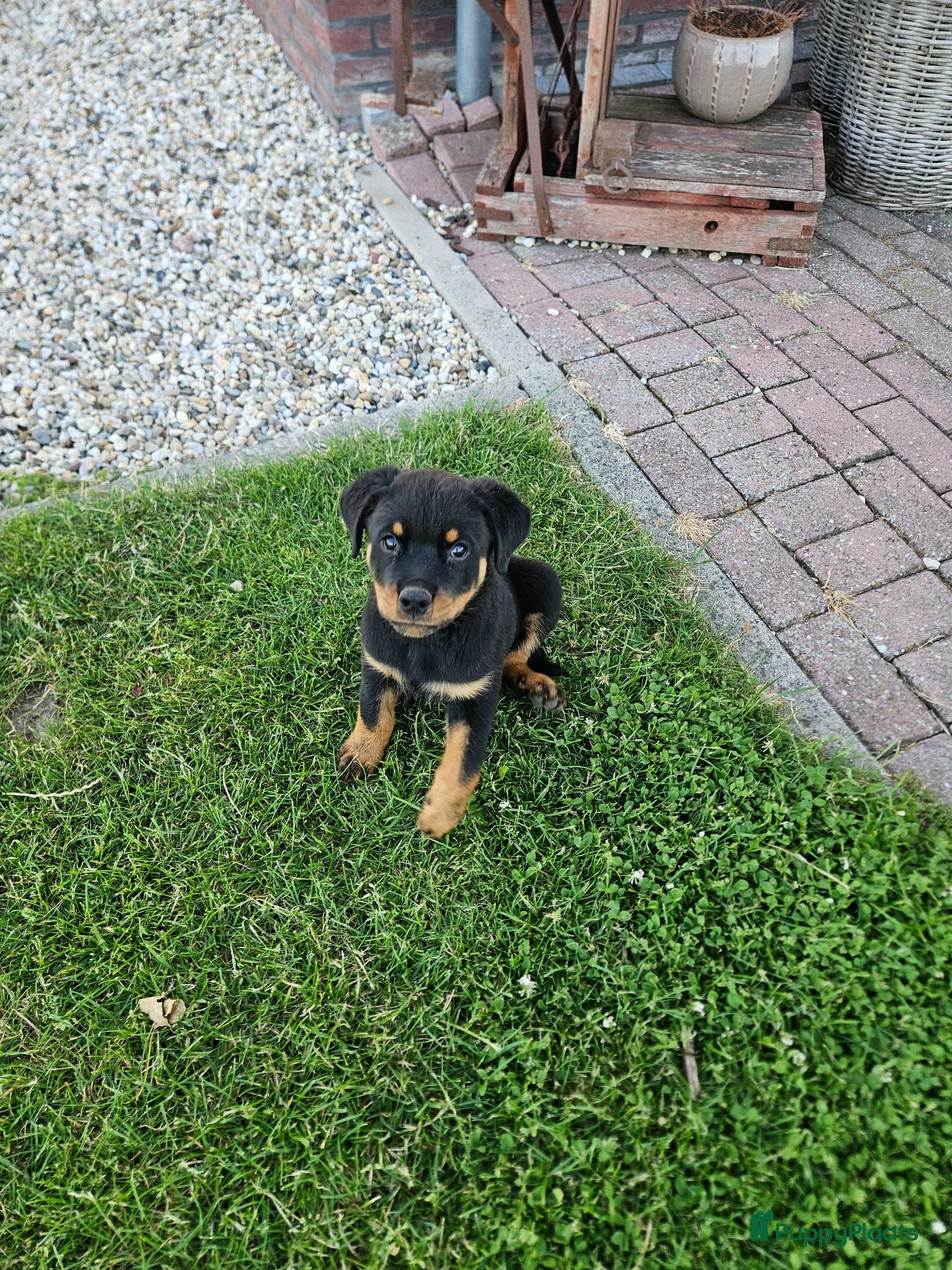 Rottweiler honden Nog 1 super lieve rottweiler reutjes - Advertentie 2