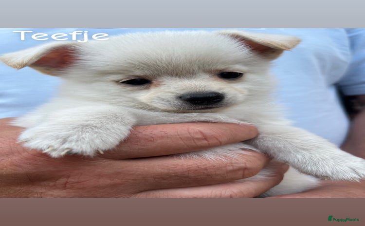 Kruising honden - Advertentie 7