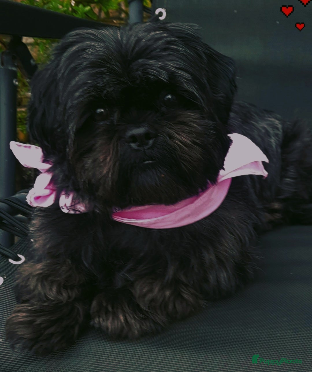 Shih Tzu honden ter dekking: Mooie lieve zwarte  Dek reu Shih Tzu - Advertentie 3