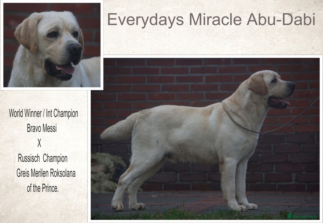 Labrador Retriever honden te koop: Authentieke Gele Labrador pups met Stamboom  - Advertentie 18