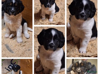 Friese Stabij honden Te koop Friese stabij pups - Advertentie 3