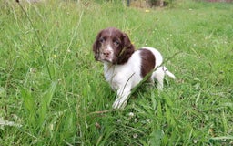 Engelse Springer Spaniel honden te koop: Lieve Engelse springer spaniel puppy's in Gameren - Afbeelding 24
