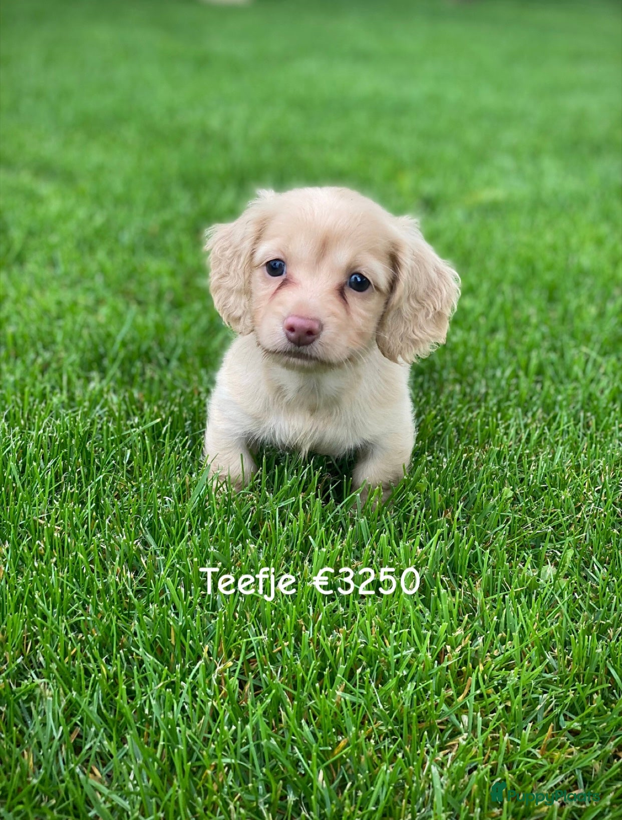 Teckel (langhaar) honden Langharige kleurrijke teckel pups blond/cream - Advertentie 1