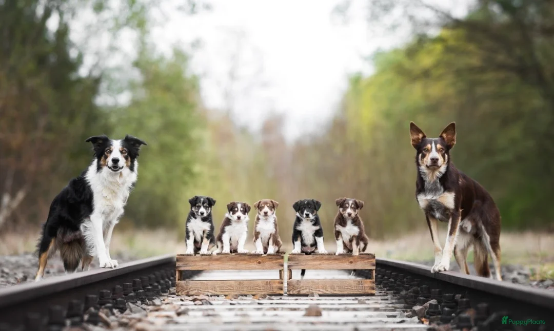 Border Collie honden te koop: Border collie Reutje met fci stamboom - Advertentie 7