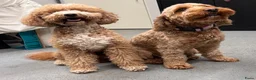 Cockapoo honden te koop: Nestaankondiging cockapoo pups  in Diepenheim - Advertentie 3
