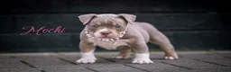 Amerikaanse Bully honden te koop: Amerikaanse pocket bully teefjes  - Advertentie 8