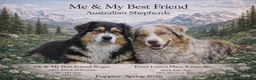 Australian Shepherd honden te koop: Australische Herder pups, super gesocialiseerd 🌸 - Advertentie 9