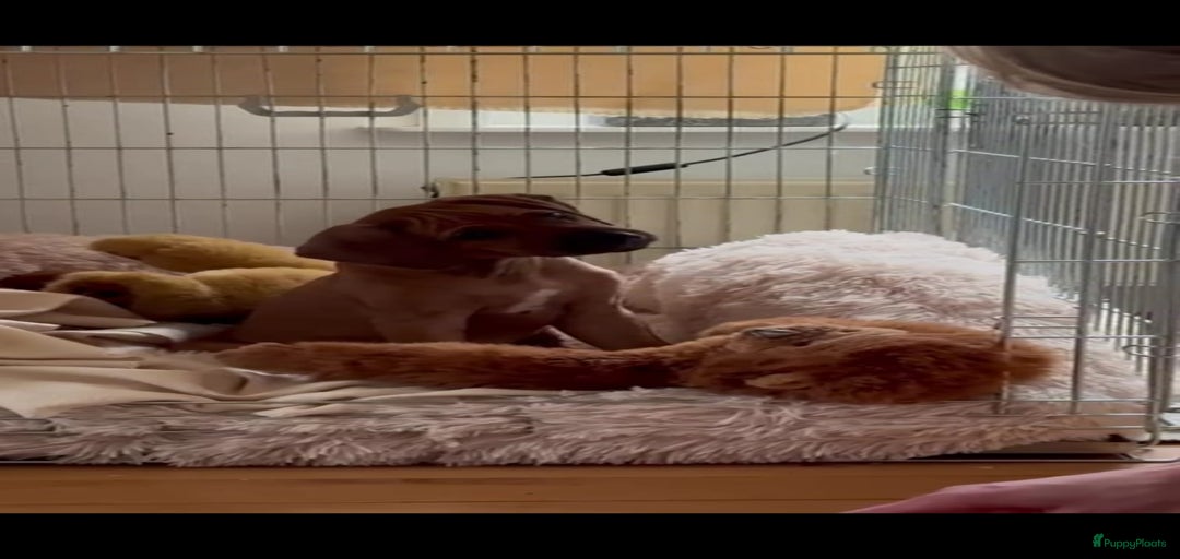 Galerij afbeelding {{count}}