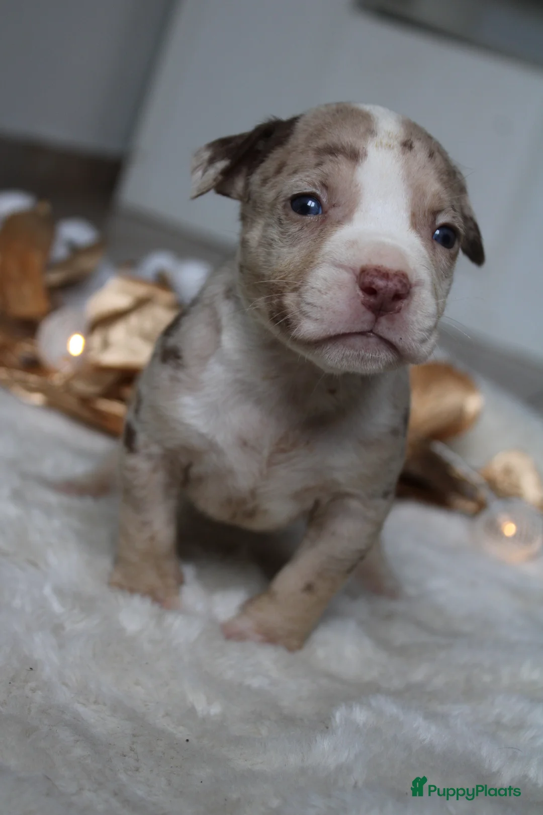 Amerikaanse Bully honden te koop: American Bully pups Abkc België  - Advertentie 23
