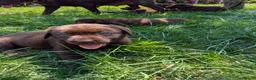 Labrador Retriever honden te koop: Prachtige super sociale labrador pups  - Advertentie 21