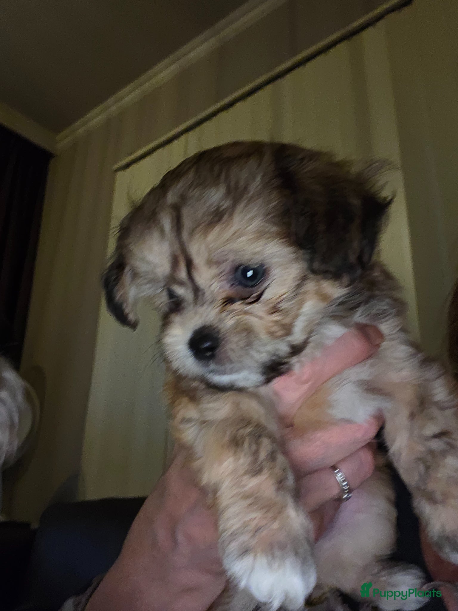 Kruising honden Leuke,speelse,sociale pups - Advertentie 2