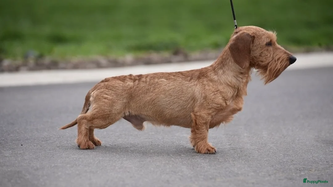 Ruwhaar Teckel honden te koop: Rode ruwharige kaninchen teckelpups- met stamboom  in Goirle - Advertentie 5