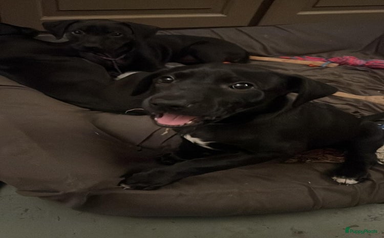 Kruising honden Met trots toon ik mijn laatste pup  - Advertentie 1