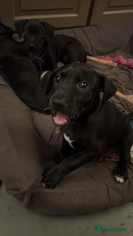 Kruising honden Met trots toon ik mijn laatste pup - Advertentie 1