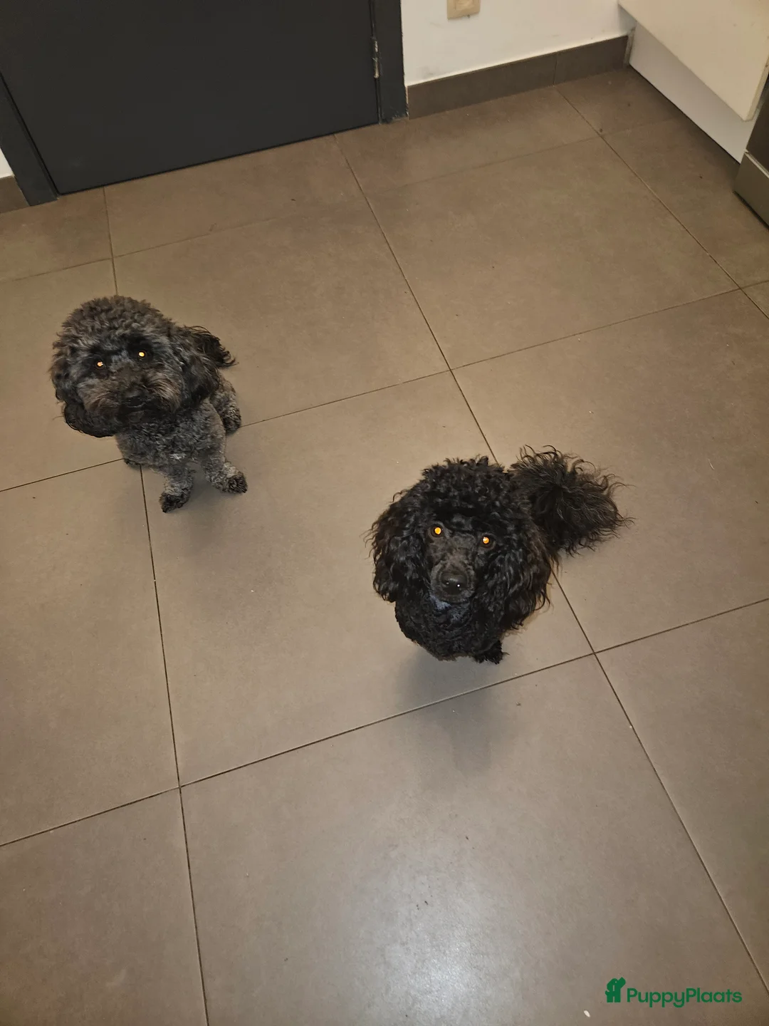 Poedel Toy honden te koop: Toy Poedel - Advertentie 1