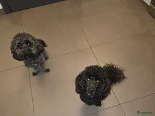 Poedel Toy honden Toy Poedel - Advertentie 1