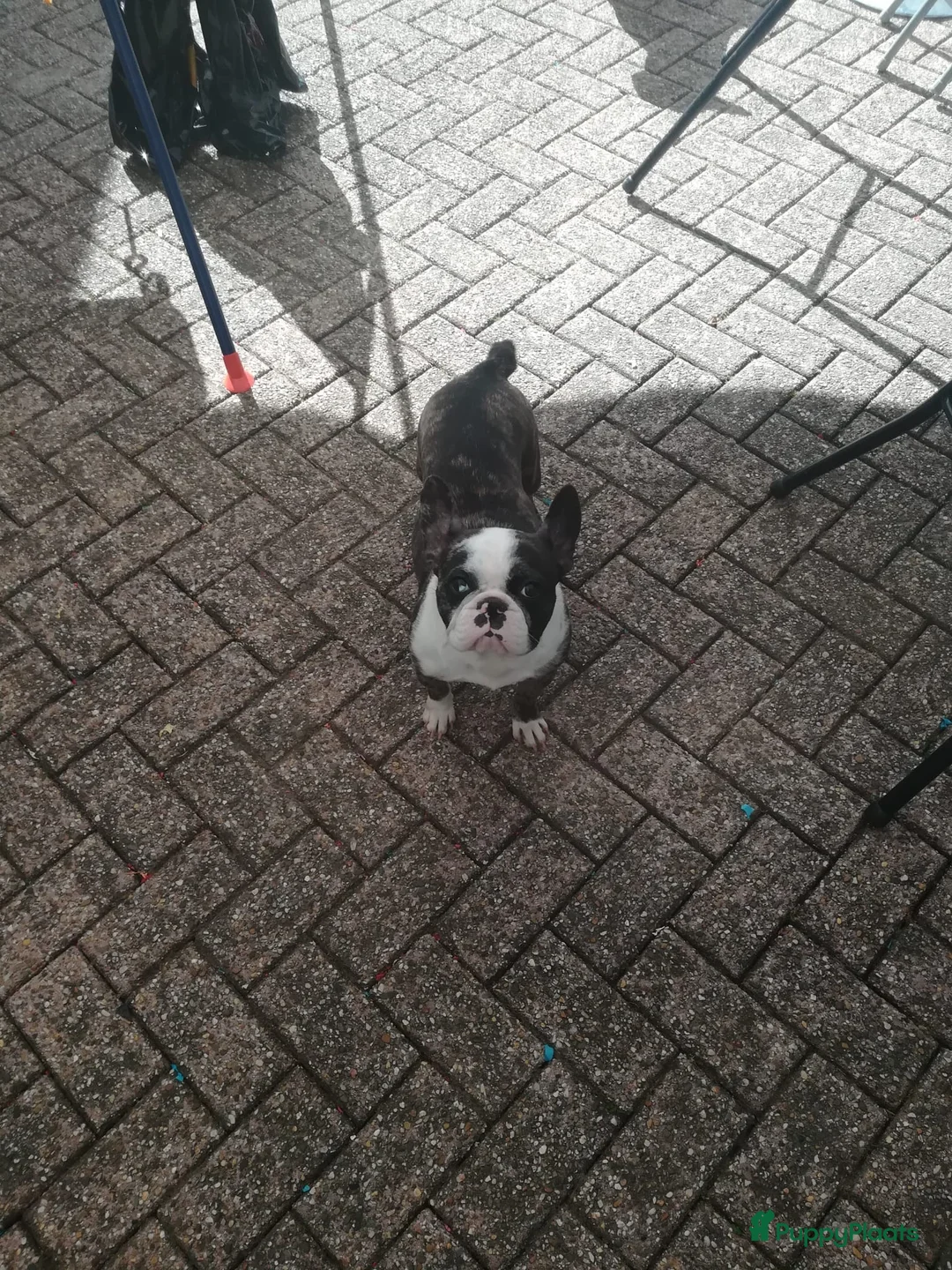 Franse Bulldog honden te koop: 2 mooie franse bulldog teefjes in Sint Anthonis - Advertentie 10