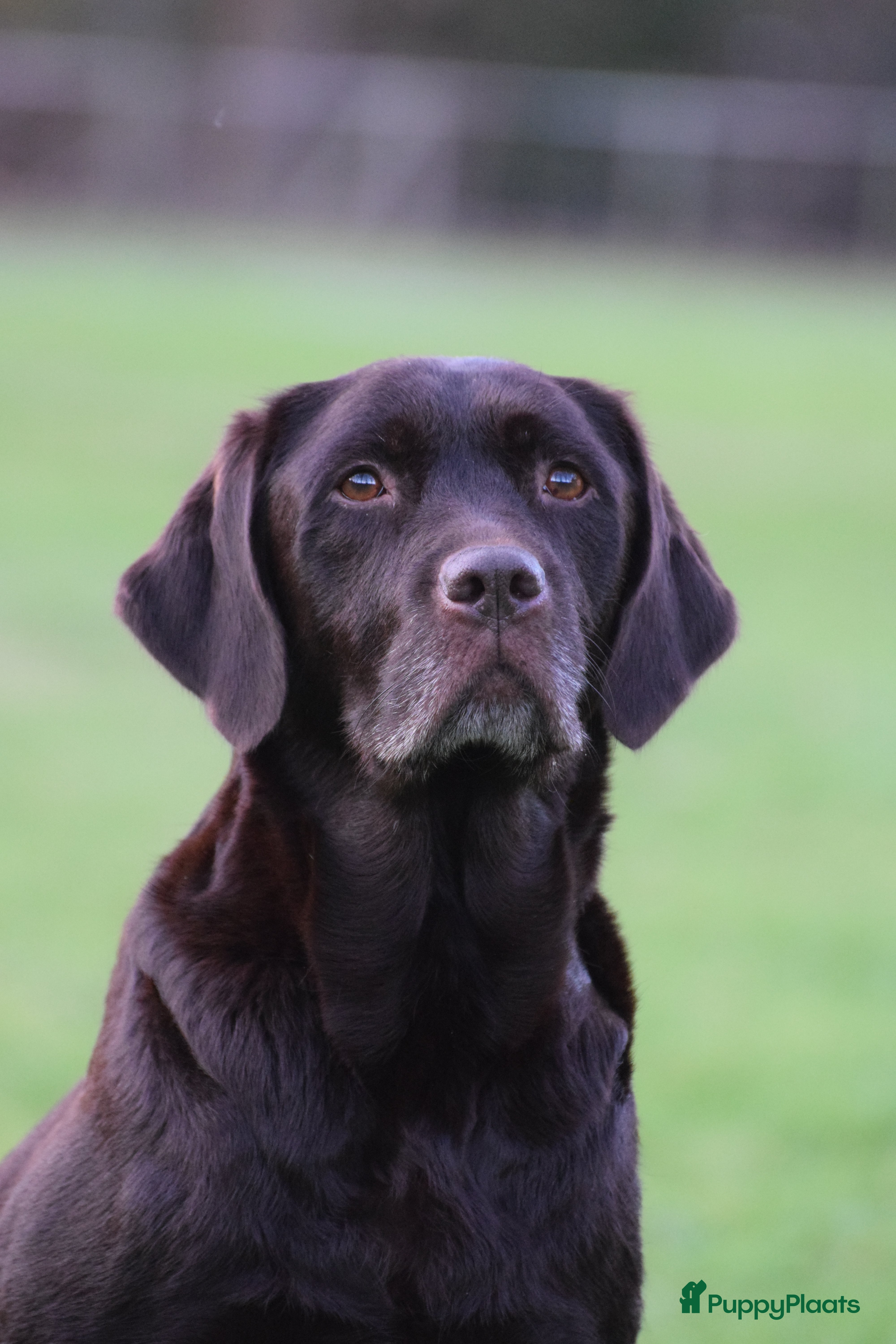 Labrador Retriever honden Lief blond labrador teefje - Advertentie 2