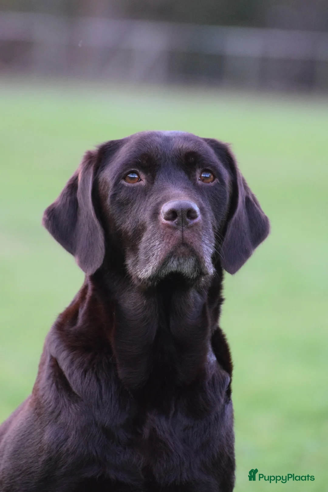 Labrador Retriever honden te koop: Lief blond labrador teefje - Advertentie 2