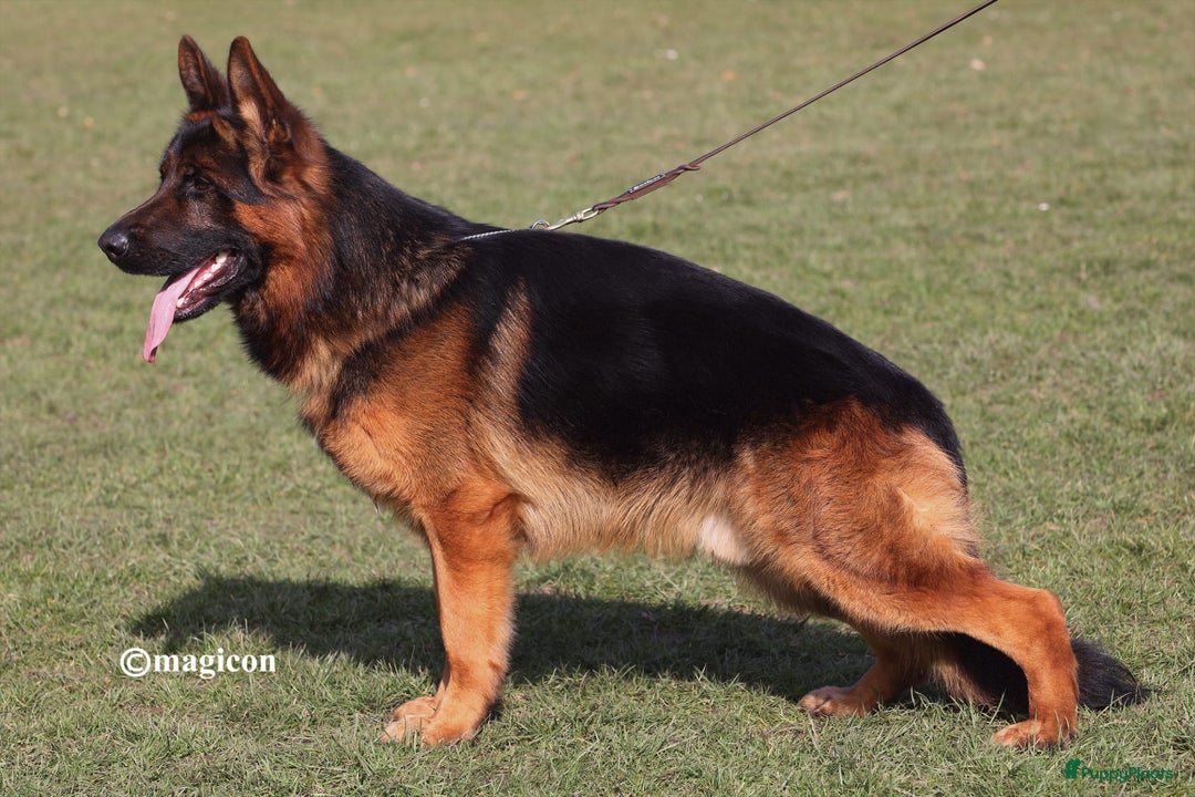 Duitse Herder honden te koop: Duitse Herder Puppy’s met Stamboom! - Advertentie 12