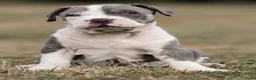 Amerikaanse Bully honden ter dekking: American Bully XL dekreu  - Advertentie 17