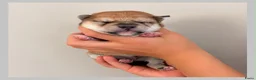 Shiba honden te koop: Mooie Shiba puppy’s zoeken een liefdevol thuis  - Advertentie 9