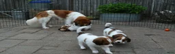 Kooikerhondje honden te koop: Raszuivere Kooikerpups - Advertentie 9