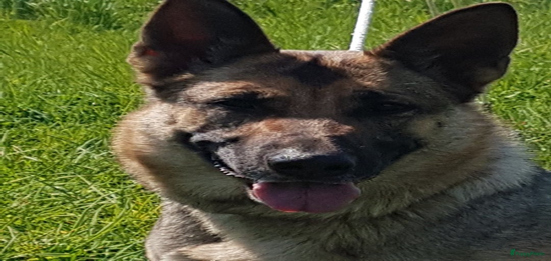 Galerij afbeelding {{count}}