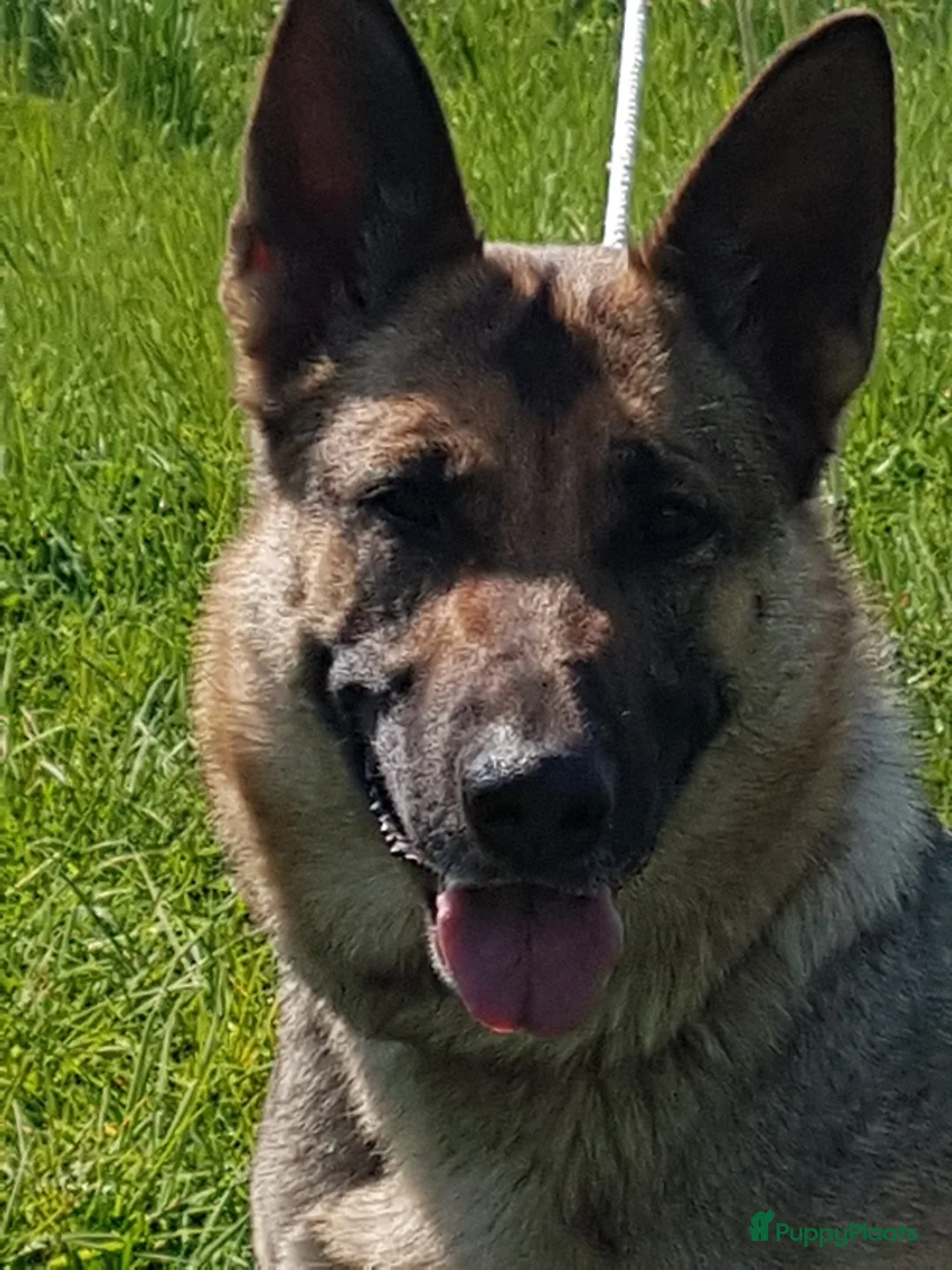 Galerij afbeelding {{count}}