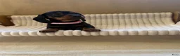 Teckel (korthaar)  honden te koop: Lieve speelse dwerg teckeltjes  - Advertentie 7
