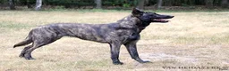 Hollandse Herder honden te koop: Hollandse Herder korthaar in Erp - Advertentie 2