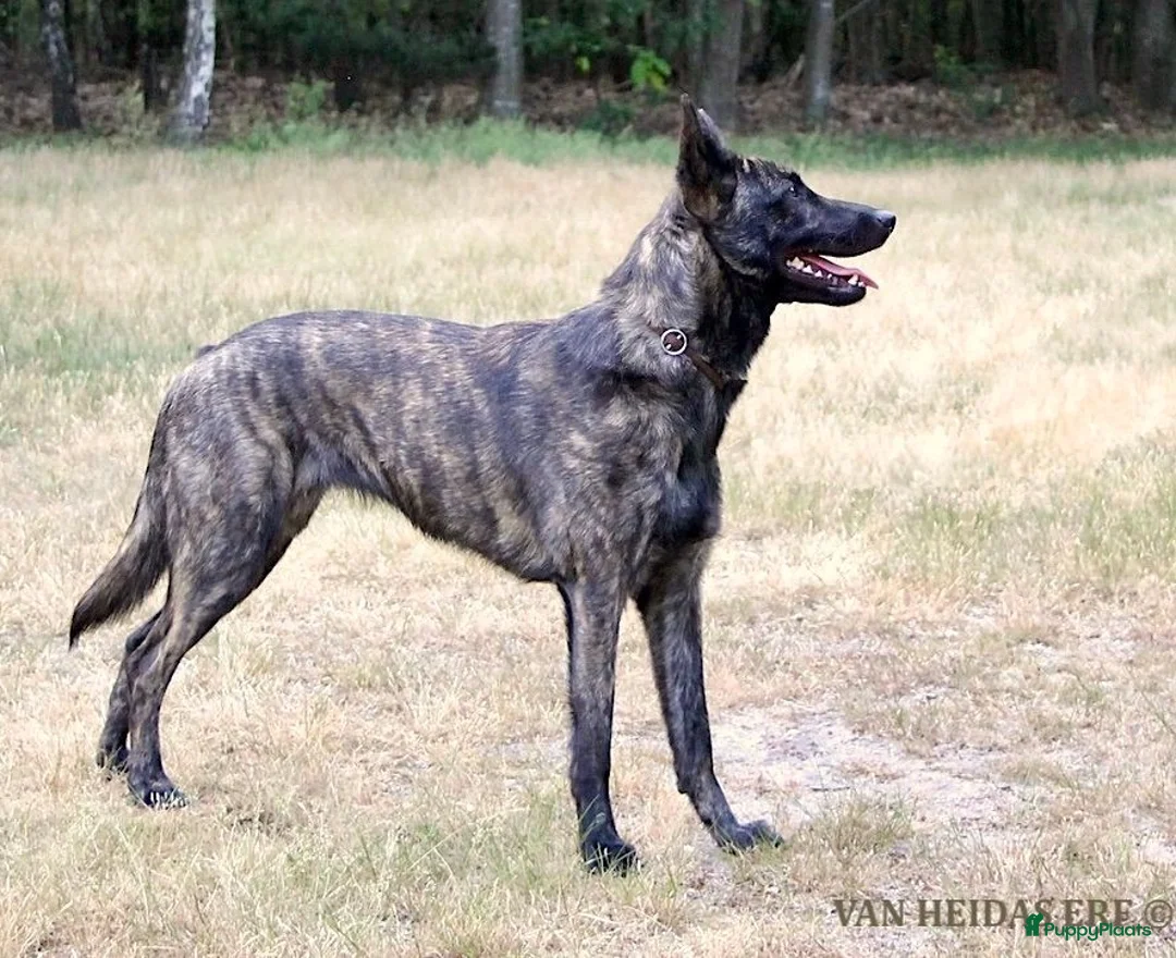 Hollandse Herder honden te koop: Hollandse Herder korthaar in Erp - Advertentie 2