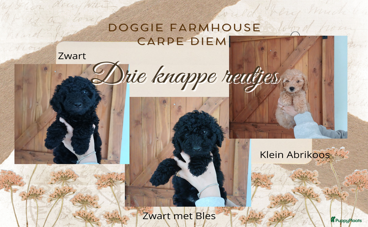 Labradoodle honden - Advertentie 10