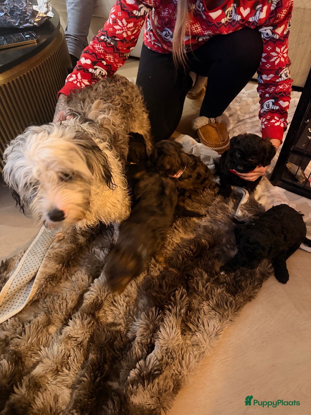 Maltipoo honden te koop: Maltipoo mini pup - Advertentie 12