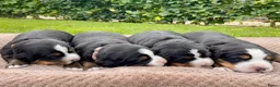 Berner Sennenhond honden te koop: Prachtige Berner Sennenpups met stamboom - Advertentie 3