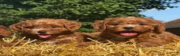 Cavapoo honden te koop: Cavapoo pups getest hypoallergeen mini doodle - Advertentie 9
